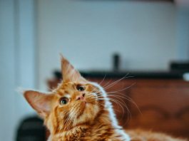 Do Automatic Litter Boxes Work for Multiple Cats? (Honest Guide) Multiple cats sharing an automatic self-cleaning litter box