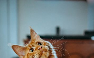 Do Automatic Litter Boxes Work for Multiple Cats? (Honest Guide) Multiple cats sharing an automatic self-cleaning litter box