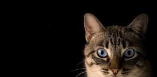 Best Cat Litter for Automatic Litter Boxes (What Actually Works) Best cat litter for automatic litter boxes