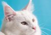 Best automatic litter box 2026 comparison