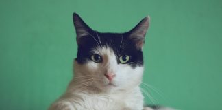 Leo’s Loo Too vs PETKIT PuraMax 2: Which Globe Box Wins? Cat looking at automatic litter box options