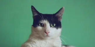 Leo’s Loo Too vs PETKIT PuraMax 2: Which Globe Box Wins? Cat looking at automatic litter box options