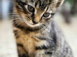 Best Automatic Litter Box for Large Cats in 2026 (Tested for Big Breeds)