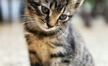 Best Automatic Litter Box for Large Cats in 2026 (Tested for Big Breeds)