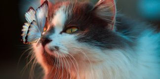 Litter-Robot 4 vs PetSafe ScoopFree: Which Is Right for You? Cat sitting near automatic litter box