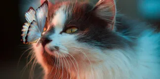 Litter-Robot 4 vs PetSafe ScoopFree: Which Is Right for You? Cat sitting near automatic litter box