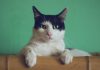 Litter-Robot 4 automatic self-cleaning litter box review