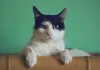 Litter-Robot 4 Review: Is It Worth $700 in 2026? Litter-Robot 4 automatic self-cleaning litter box review