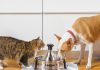 Best Automatic Litter Box for Multiple Cats (2026): Tested & Ranked PetSafe ScoopFree Crystal Pro automatic self-cleaning cat litter box
