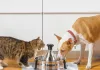 PetSafe ScoopFree Crystal Pro automatic self-cleaning cat litter box