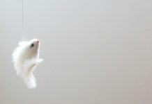 Automatic self-cleaning litter box comparison