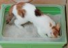 How Often Should You Clean an Automatic Litter Box? Calico cat sitting near a litter box, ready for cleaning