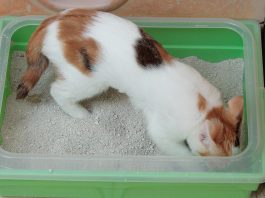 How Often Should You Clean an Automatic Litter Box? Calico cat sitting near a litter box, ready for cleaning