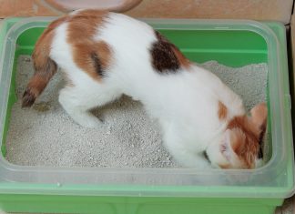 How Often Should You Clean an Automatic Litter Box? Calico cat sitting near a litter box, ready for cleaning