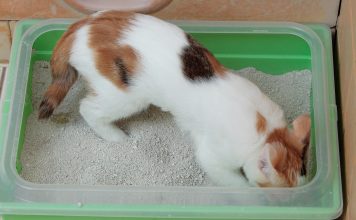 How Often Should You Clean an Automatic Litter Box? Calico cat sitting near a litter box, ready for cleaning