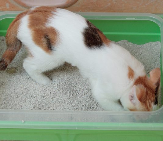 How Often Should You Clean an Automatic Litter Box? Calico cat sitting near a litter box, ready for cleaning
